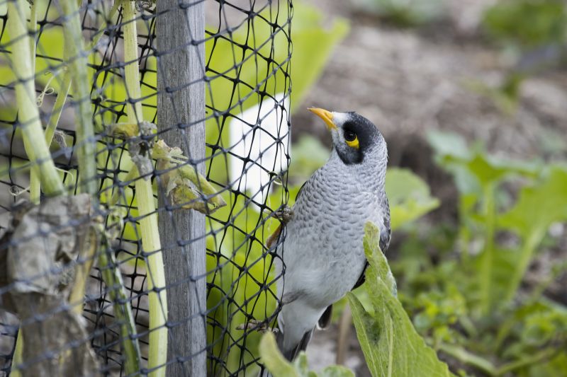 Bird Feeder Installation