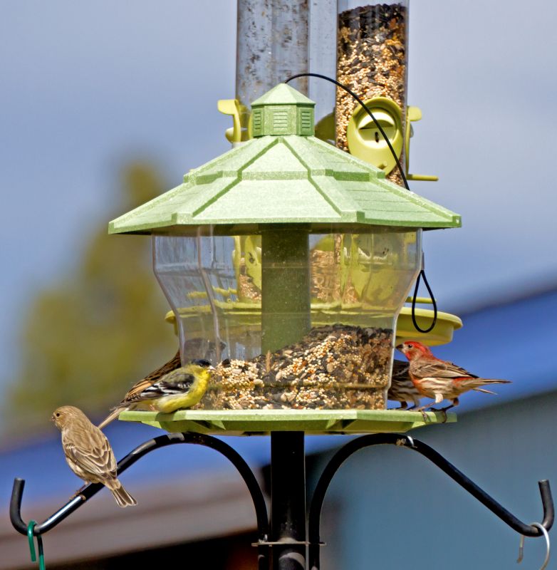 Bird Feeder Installation