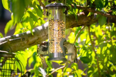 Choose From a Variety of Bird Feeders and Get Professional Installation!