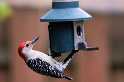 Enjoy Watching Birds From Close Up With Professional Bird Feeder Installation!
