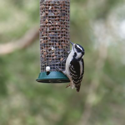 Promote a Healthy Environment By Getting a Bird Feeder Professionally Installed!