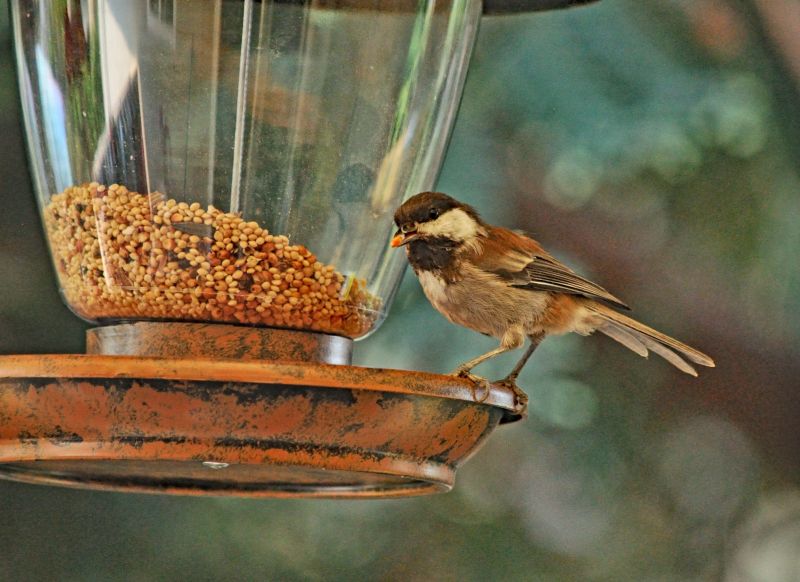 Bird Feeder Installation Services